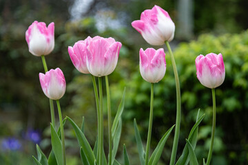 Obraz premium pink tulips in the garden