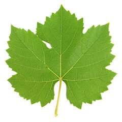 A vibrant green grapevine leaf with detailed veins and serrated edges, displaying a natural texture and a central stem
