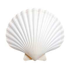 White scallop seashell with radiating ridges and a fan-like shape, showcasing smooth texture and subtle brown accents near the edges