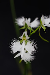 美しいサギソウ01