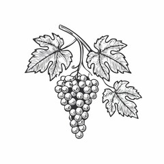 Obraz premium Grape branch vintage engraving sketch illustration with detailed botanical line art of clustered fruit and leaves, perfect for vineyard themes, wine label designs, vintage botanical prints, 