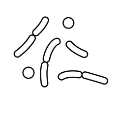 outline of lactobacillus bacterial microorganisms