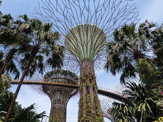 the famous Botanical Garden in Singpore