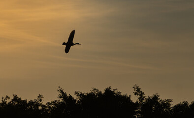 A Pacific Black Duck flying in a sunset sky