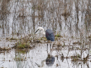 White Necked or Pacific Heron (Ardea pacifica) standing in a flooded pasture foraging for food.