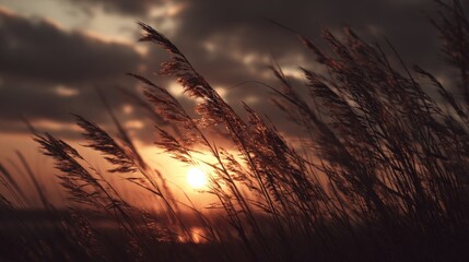 Golden Sunset Through Reeds Silhouette: Coastal Nature Scene with Dramatic Sky and Warm Light
