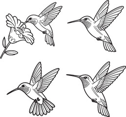 Obraz premium Hummingbirds Flying and Feeding on Flower Black and White Illustration