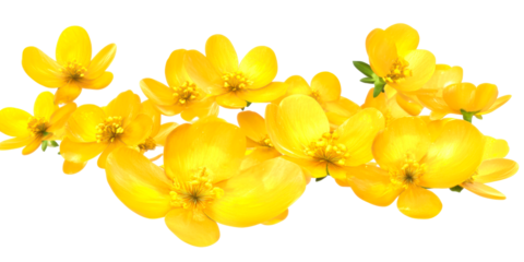 Group of Vibrant Yellow Buttercup Flowers in Bloom Isolated on White Background, cut out transparent
