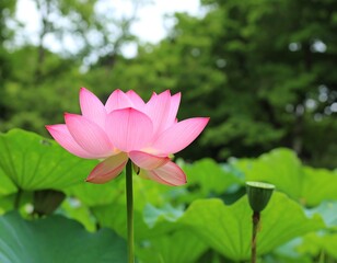 Obraz premium Delicate pink lotus flower in a lush green pond setting