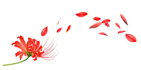 Red Lycoris Flower with Scattering Petals on White, cut out transparent