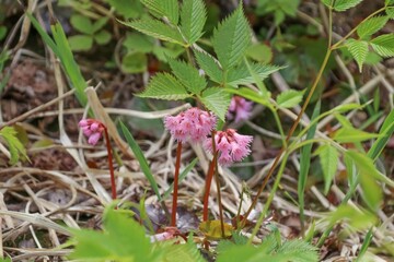 春の佐渡島。トンデン山に咲く山野草。オオイワカガミ。