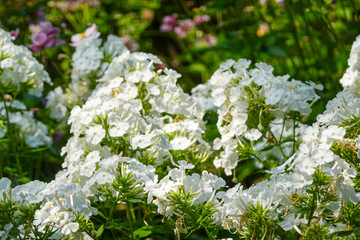 Spring Blossoms In New York Urban Garden