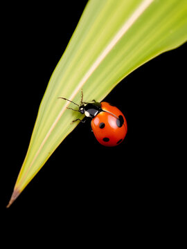 Rodolia cardinalis a red ladybug sits on a banana leaf in a black background