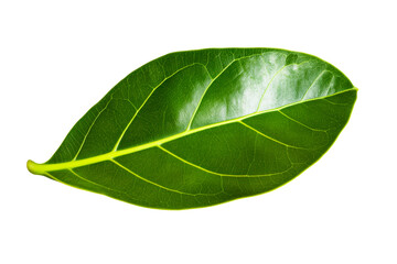 Obraz premium Vibrant Green Leaf with Prominent Veins Isolated on White Background, cut out transparent