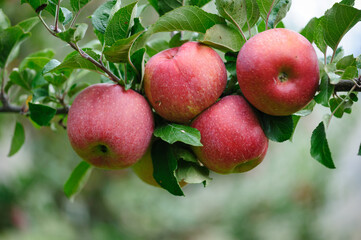 Red apples grow on tree in the garden
