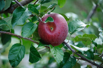 Red apples grow on tree in the garden