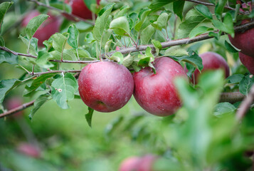 Red apples grow on tree in the garden