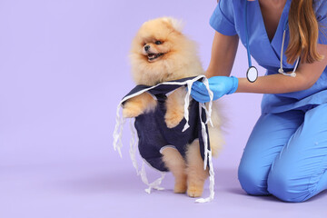 Veterinarian putting recovery suit on Pomeranian dog after sterilization against lilac background,...
