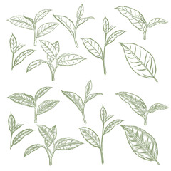Line Art Vector of leaf tea hand drawing with draw software. The EPS file is vector and can be edited shape and color.