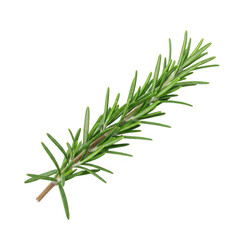 Fototapeta premium Fresh rosemary sprig isolated on transparent background