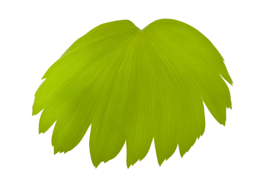 Close-up of a bright green plant leaf with prominent parallel veins against a white background, cut out transparent