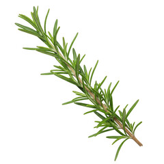 Naklejka premium Fresh rosemary sprig isolated on transparent background