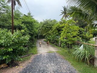 Thai dogs and nature and moisture
