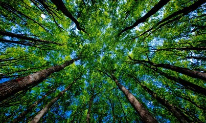 DOSSEL EXUBERANTE DE ÁRVORES ALTAS