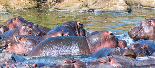 Telephoto of a hippopotamus, Hippopotamus amphibius, floating partially submerged in a hippo pool...