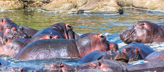 Telephoto of a hippopotamus, Hippopotamus amphibius, floating partially submerged in a hippo pool...