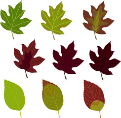 Autumn Leaf Variations – Botanical Illustration of Seasonal Foliage in Grid Layout (Hydrangea Leaf Edition) | EPS