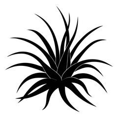 tillandsia velutina silhouette  vector on white