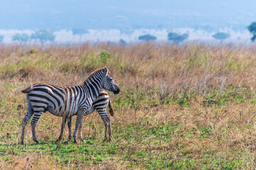 Two Plains zebra -Equus quagga- grazing on the plains of the Serengeti in Tanzania