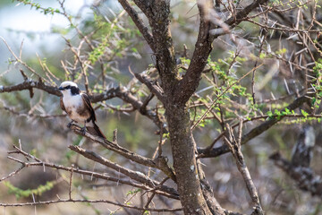Telephoto of a white-rumped shrike - Eurocephalus ruppelli- in the Serengeti, Tanzania
