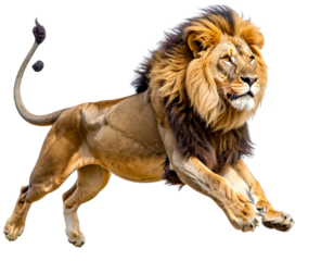 Side Profile of Leaping Male Lion with Flowing Mane, isolated on transparent background PNG