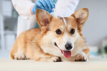 Doctor applying spot-on flea medication on hair of dog in clinic