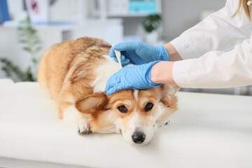 Doctor applying spot-on flea medication on hair of dog in clinic