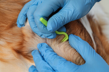 Doctor with dog and tick remover in clinic, closeup