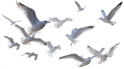 Obraz premium A Flock of Seagulls in Flight: Graceful Wings Against a White Sky