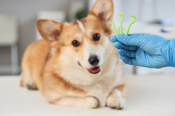Doctor with dog and tick removers in clinic