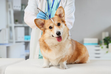 Veterinarian examining hair of dog in clinic