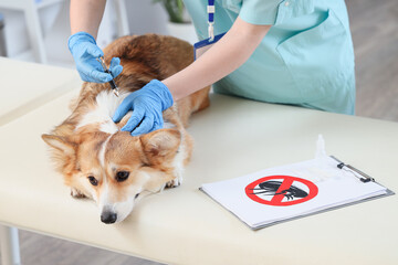 Doctor with dog and tick remover in clinic