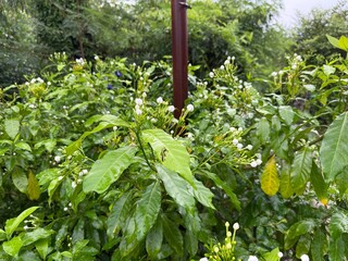 Cape Jasmine or Gardenia.
Gardenia is a genus of flowering plants with fragrant white flowers.