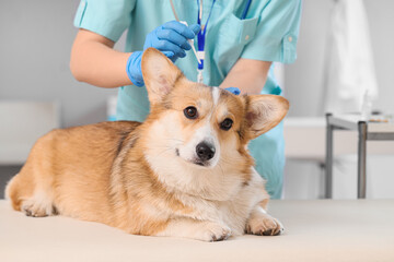 Doctor applying spot-on flea medication on hair of dog in clinic