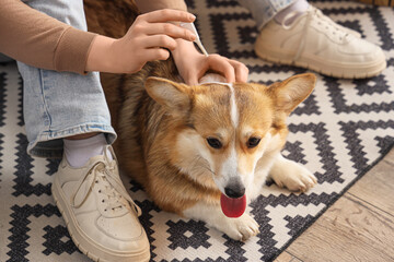 Owner applying spot-on flea medication on hair of dog at home