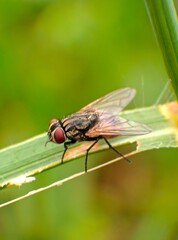 close up of a fly