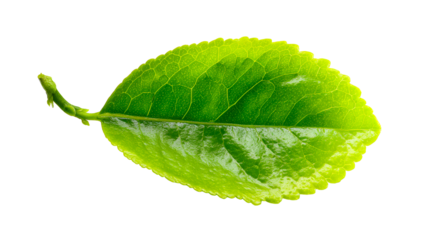 Close-up macro of a vibrant green tea leaf with visible veins and serrated edge, cut out transparent