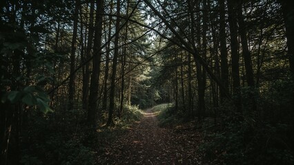 Meandering dirt trail weaving through dense coniferous forest canopy, with leaf litter and shrubs