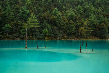 Turquoise Lake with Submerged Trees in Blue Moon Valley, Lijiang, China