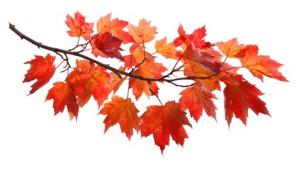 Fototapeta premium Autumnal Maple Branch: Vibrant Red and Orange Leaves